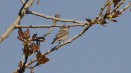 Spotted Flycatcher