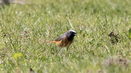 Common Redstart