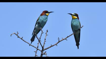 European Bee-eater