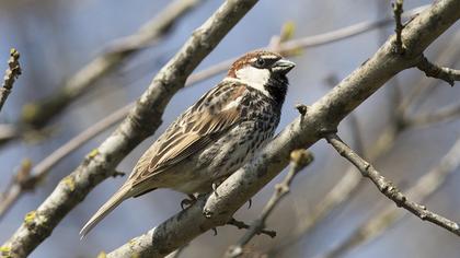 Spanish Sparrow
