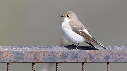 European Pied Flycatcher