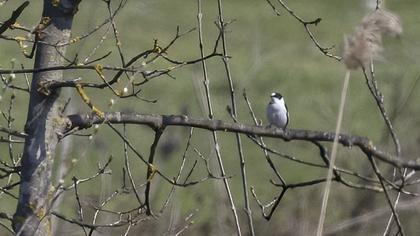 Collared Flycatcher