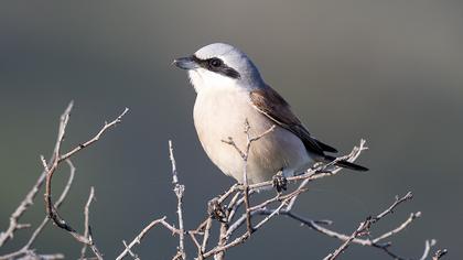 Kızılsırtlı örümcekkuşu