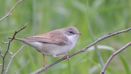 Common Whitethroat