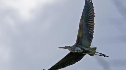 Erguvani balıkçıl