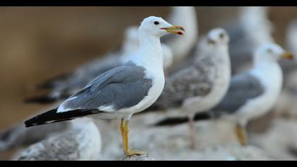 Armenian Gull