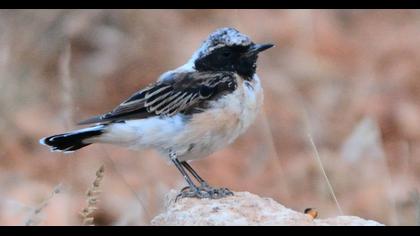 Black-eared Wheatear