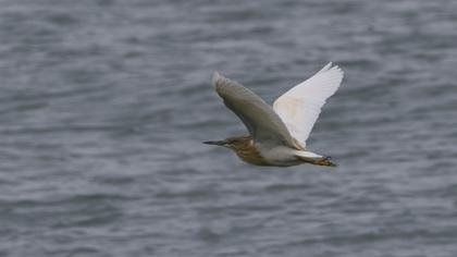 Squacco Heron