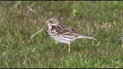 Meadow Pipit
