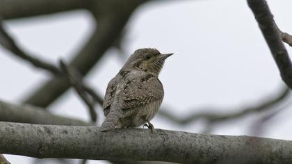 Eurasian Wryneck