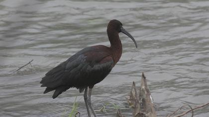 Glossy Ibis