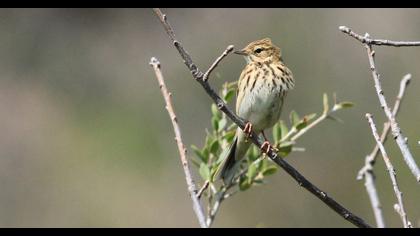 Tree Pipit