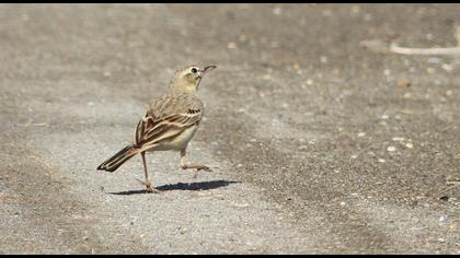Tawny Pipit