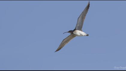 Whimbrel