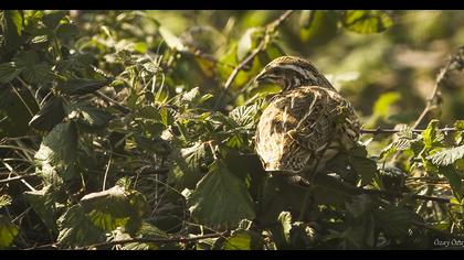 Common Quail