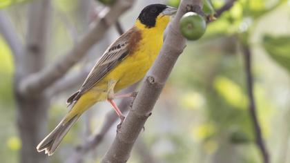 Black-headed Bunting