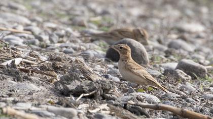 Greater Short-toed Lark