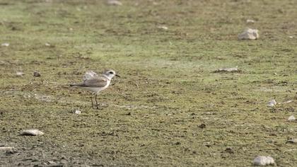 Kentish Plover