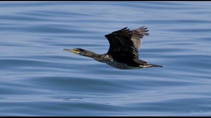 European Shag
