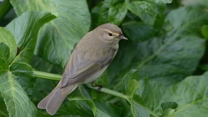 Common Chiffchaff