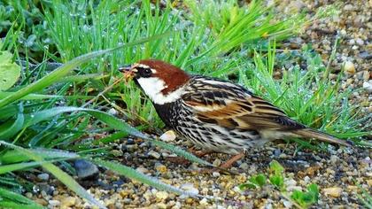 Spanish Sparrow