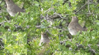 Thrush Nightingale