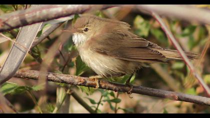 Çalı kamışçını