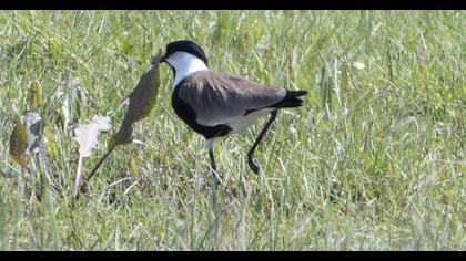 Spur-winged Lapwing