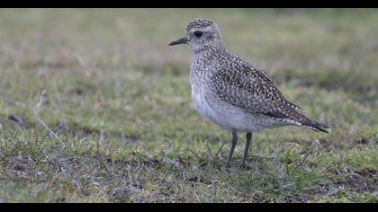 European Golden Plover