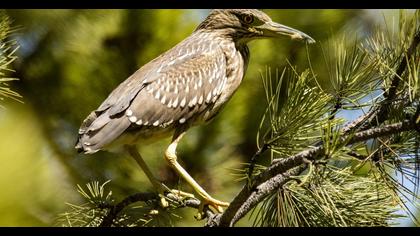 Black-crowned Night Heron