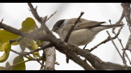 Eurasian Blackcap