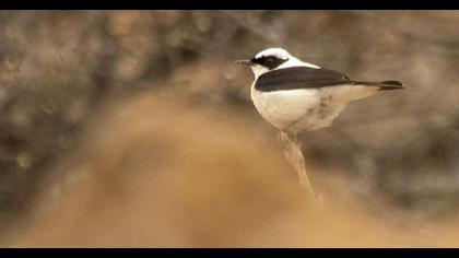 Karakulaklı kuyrukkakan