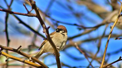 Eurasian Tree Sparrow