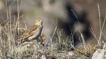 Greater Short-toed Lark