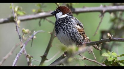 Spanish Sparrow