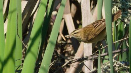 Sedge Warbler
