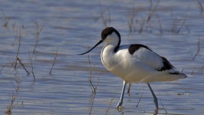 Pied Avocet