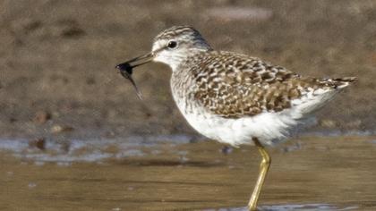 Wood Sandpiper