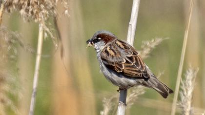 House Sparrow