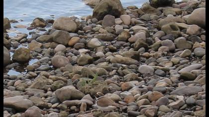 Little Ringed Plover