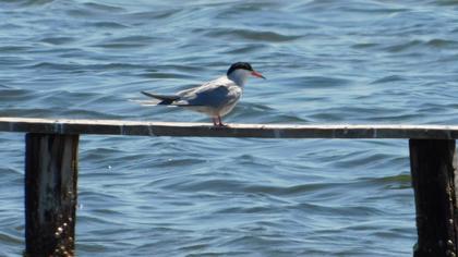 Common Tern