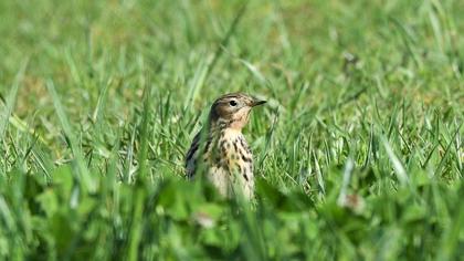 Red-throated Pipit