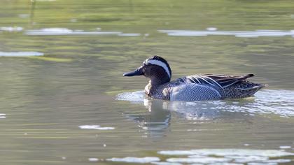 Garganey