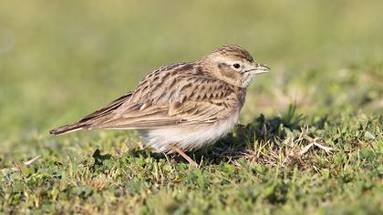 Greater Short-toed Lark