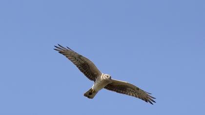 Pallid Harrier