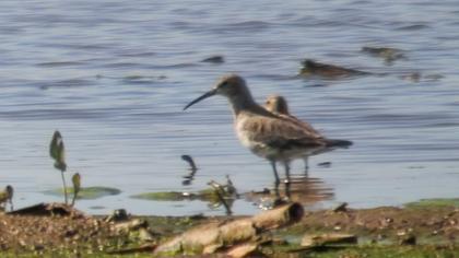 Curlew Sandpiper