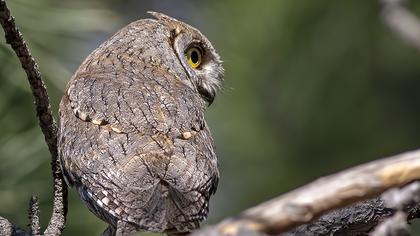 Eurasian Scops Owl