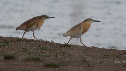 Squacco Heron