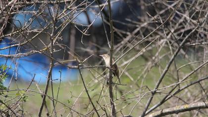 Büyük kamışçın