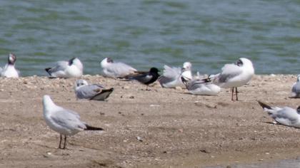White-winged Tern
